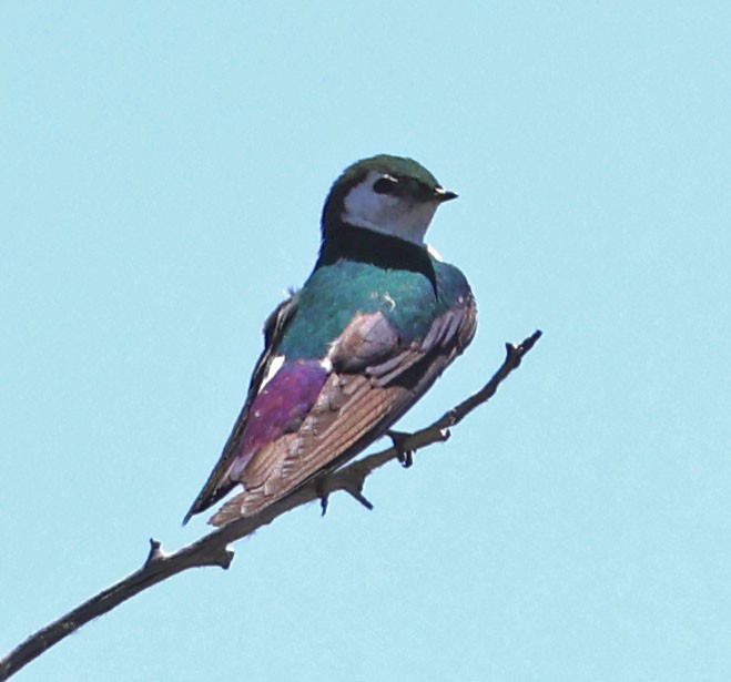 Violet-green Swallow - ML620823070