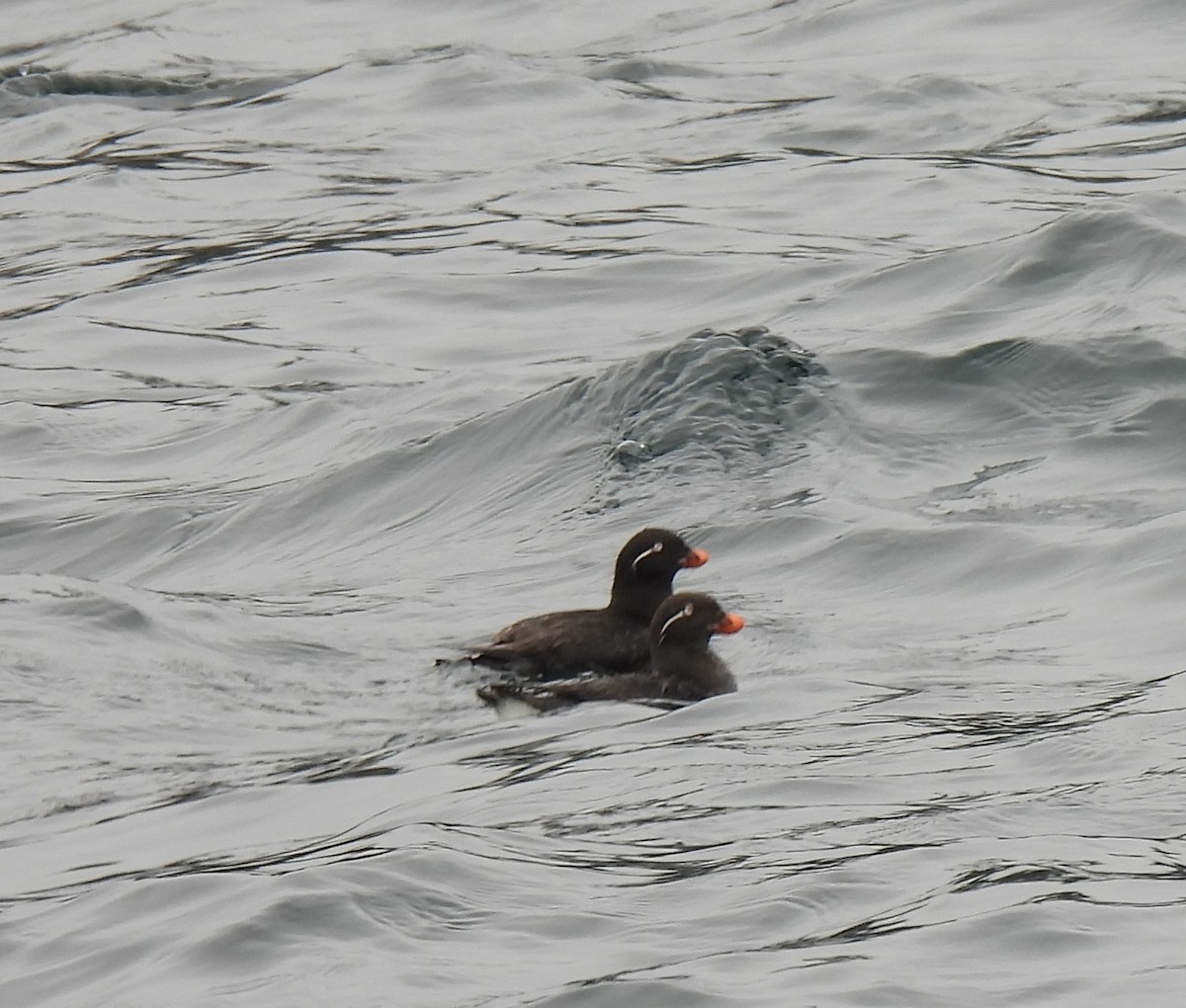 Parakeet Auklet - debra sweeney