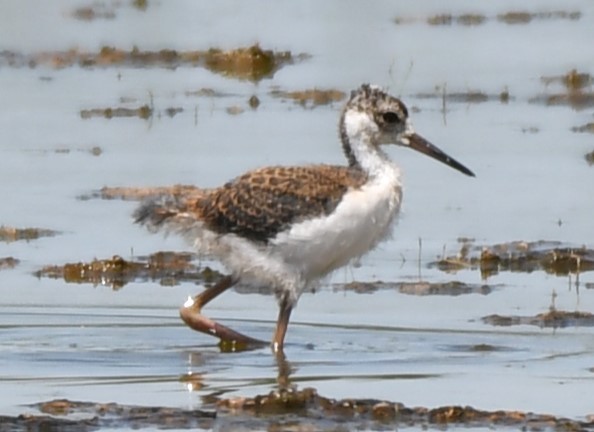 Black-necked Stilt - ML620823075