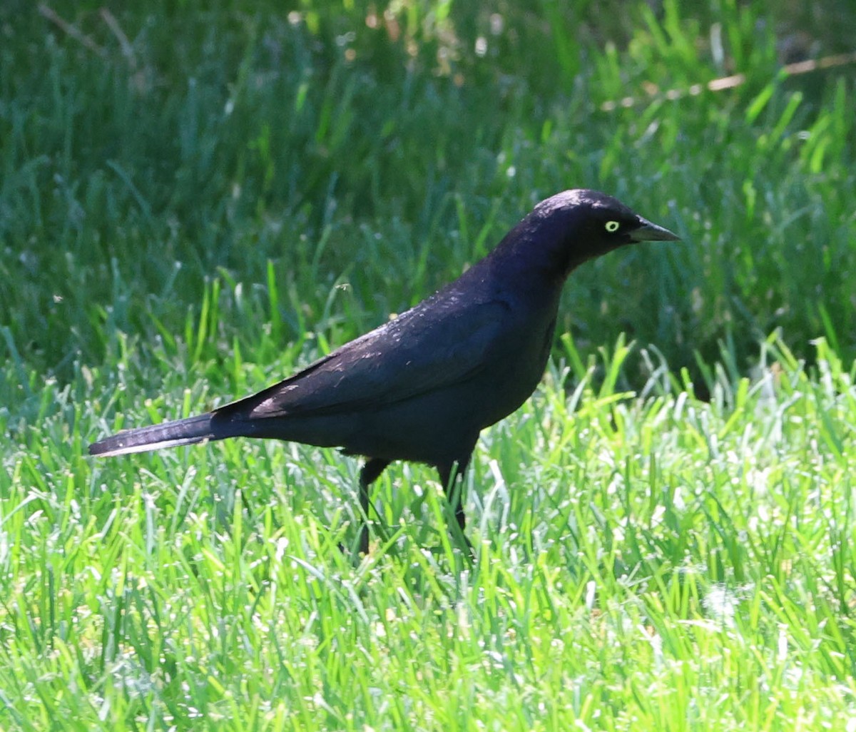 Brewer's Blackbird - Diane Etchison