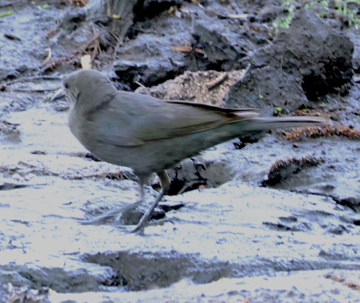 Brewer's Blackbird - ML620823077