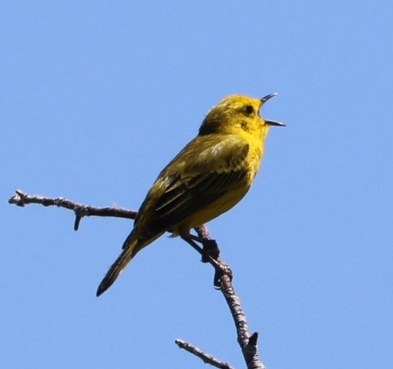 Yellow Warbler - ML620823080