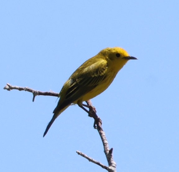 Yellow Warbler - ML620823081