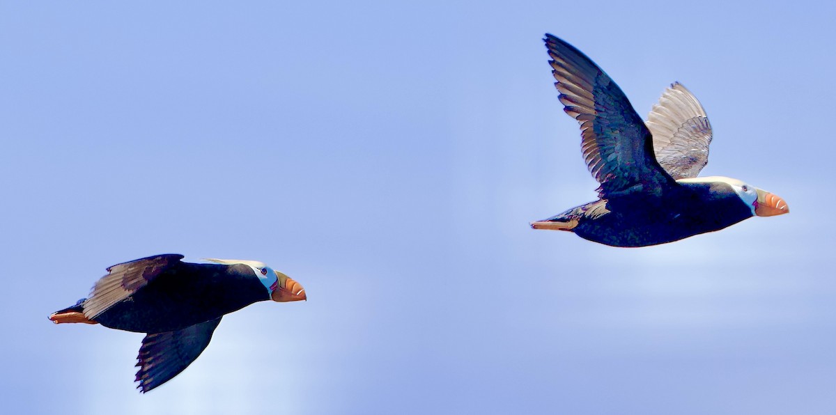 Tufted Puffin - ML620823082