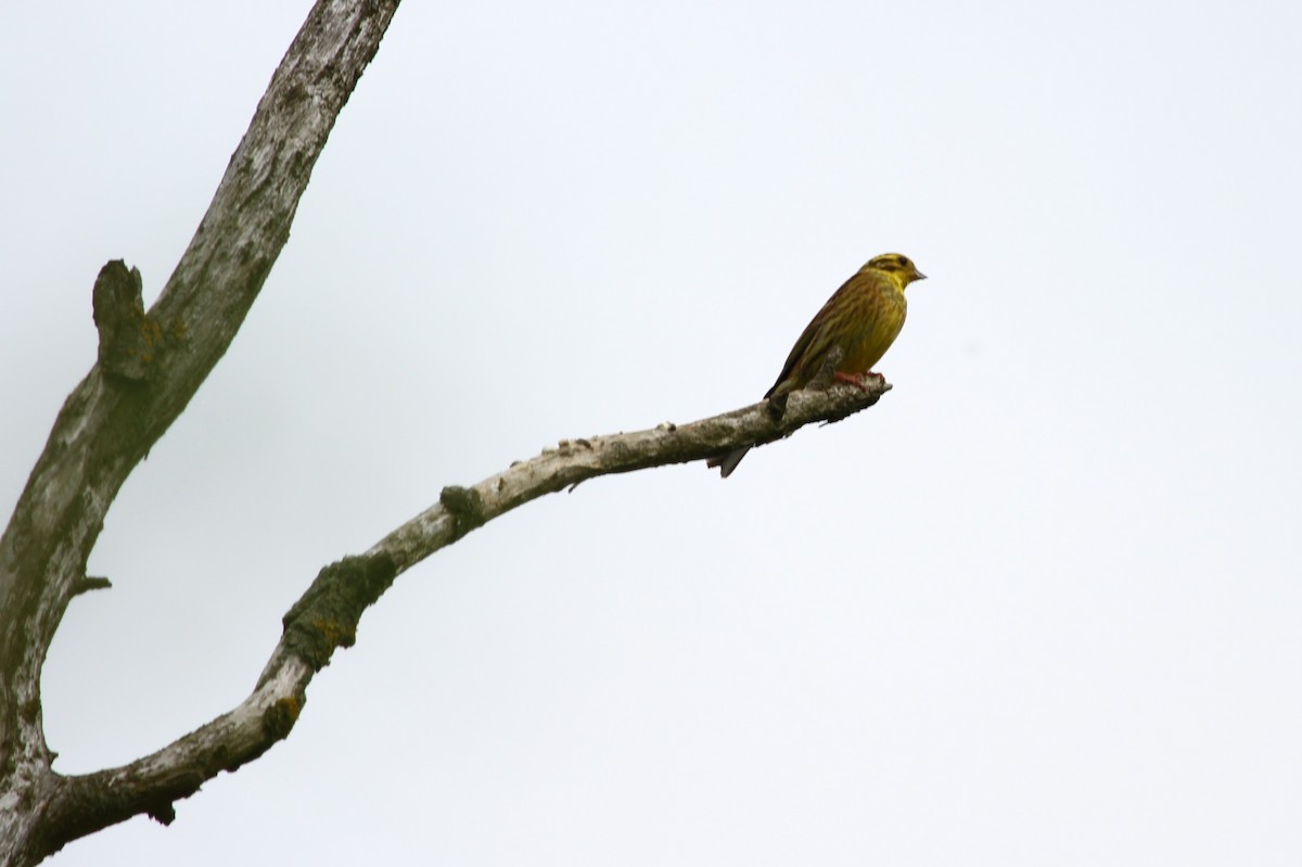 Yellowhammer - John Simpson