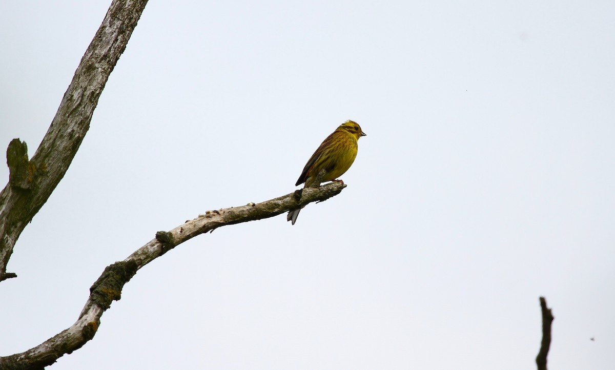 Yellowhammer - ML620823085