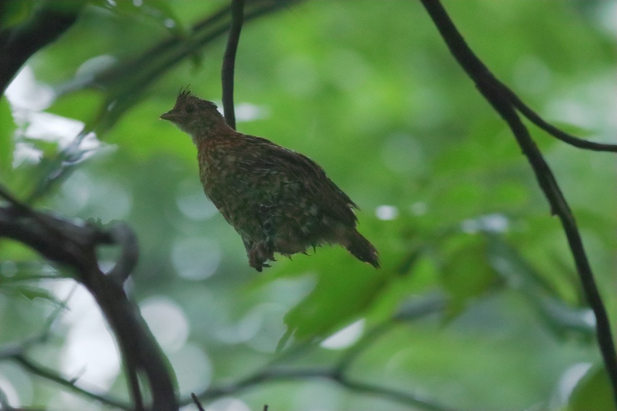 Ruffed Grouse - Eric M. Hall