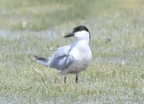 Gull-billed Tern - ML620823090