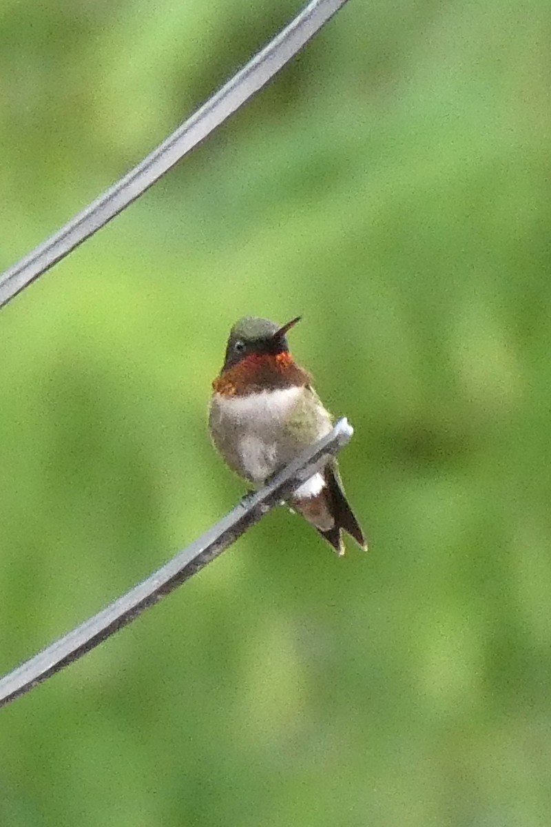 Ruby-throated Hummingbird - ML620823091