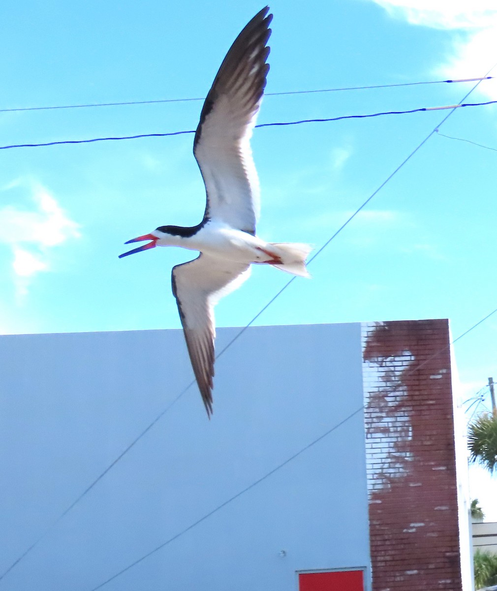 Black Skimmer - ML620823098