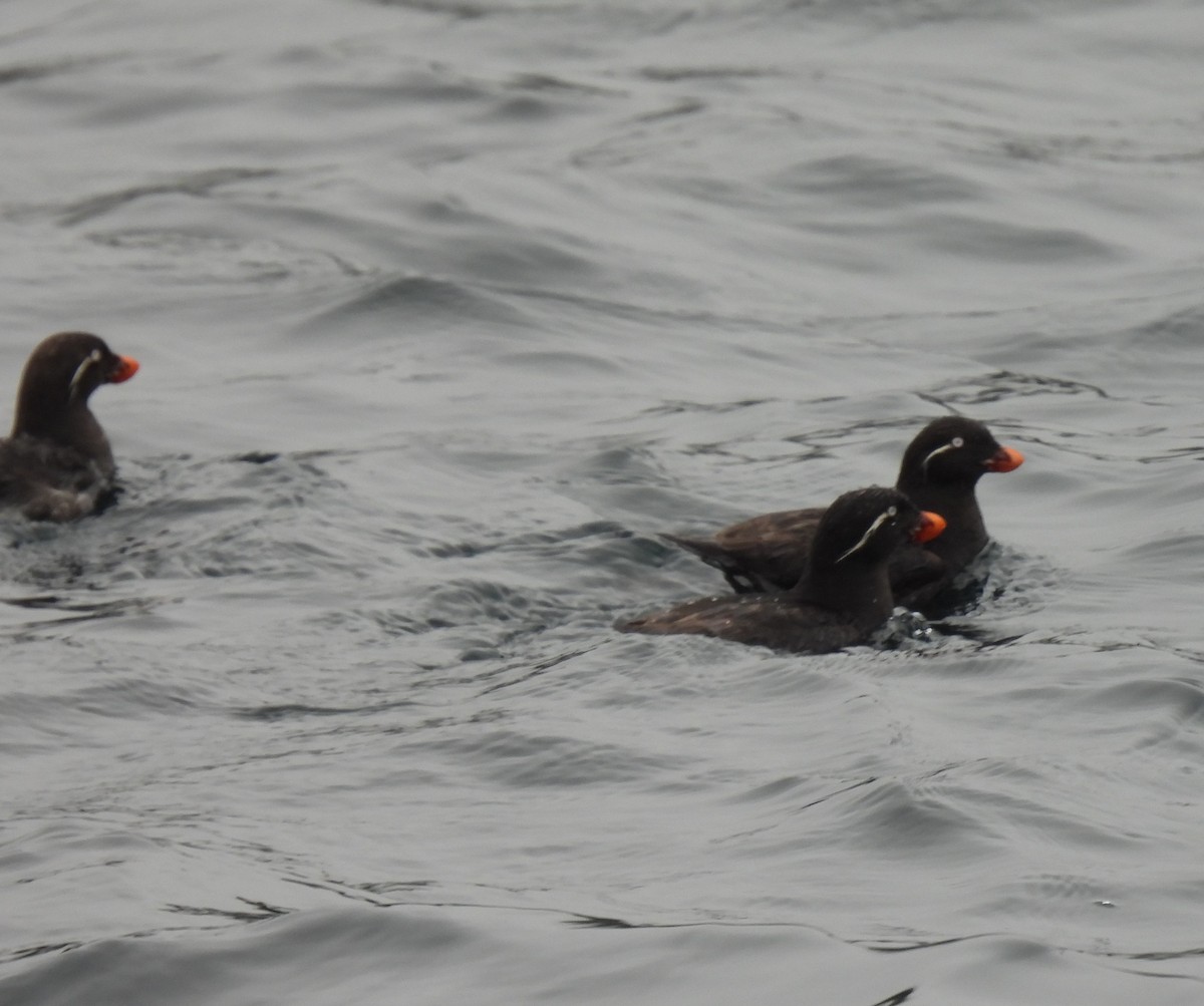 Parakeet Auklet - ML620823099