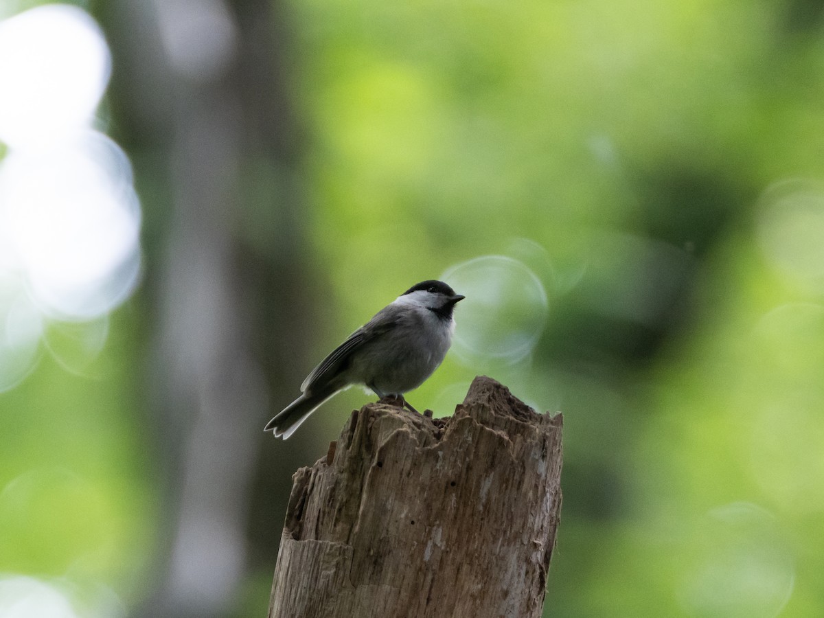 Willow Tit - ML620823100