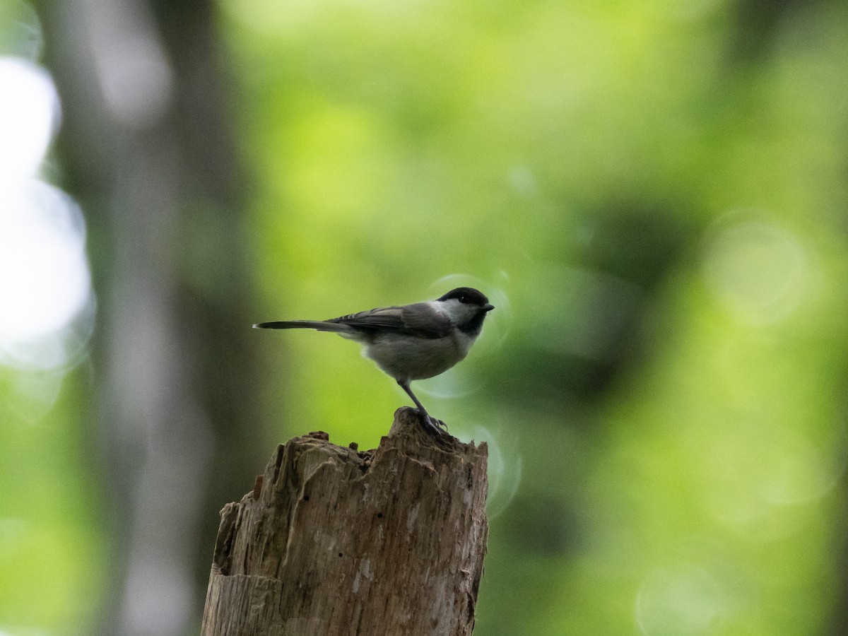 Willow Tit - ML620823101