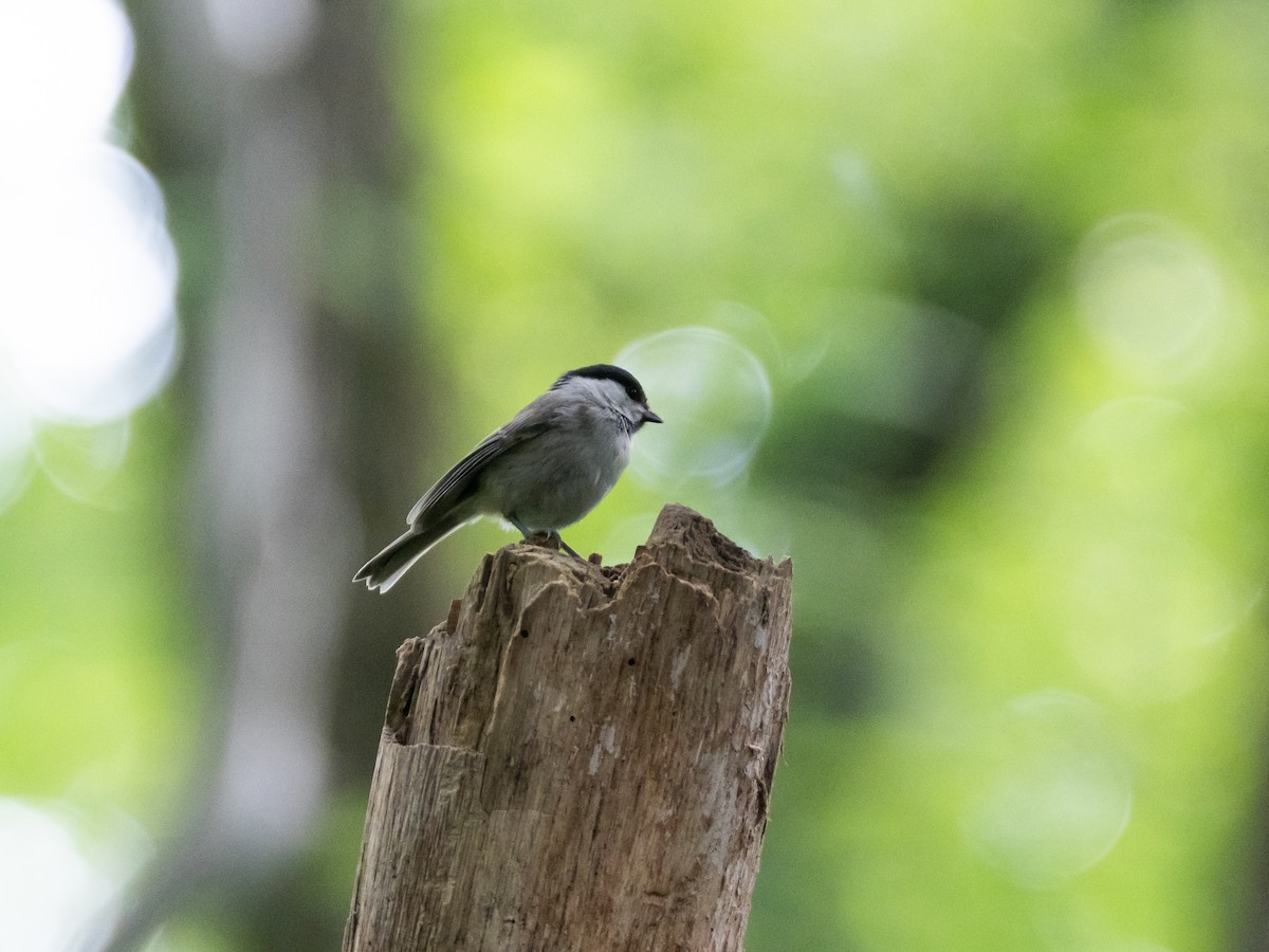 Willow Tit - Hiroyuki Tamura