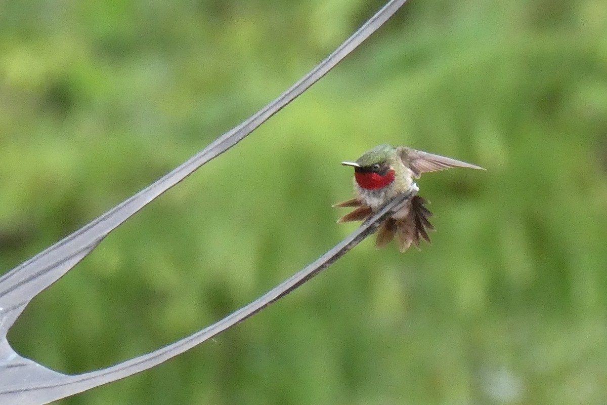 Ruby-throated Hummingbird - ML620823104