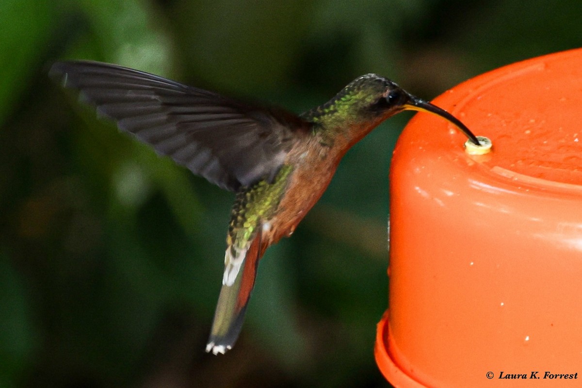 Rufous-breasted Hermit - ML620823110