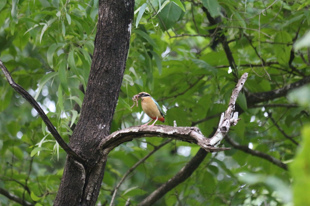 インドヤイロチョウ - ML620823113