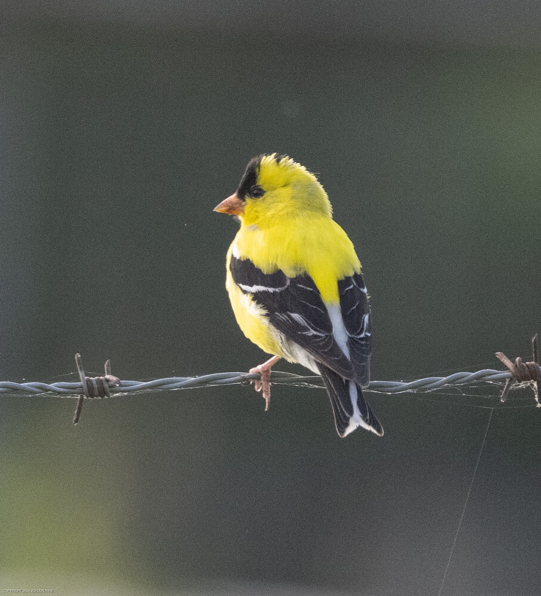 Chardonneret jaune - ML620823123