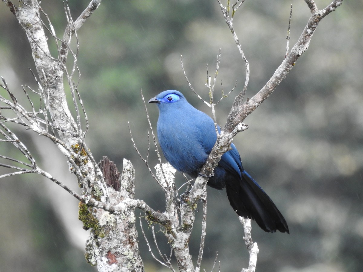 Blauseidenkuckuck - ML620823129