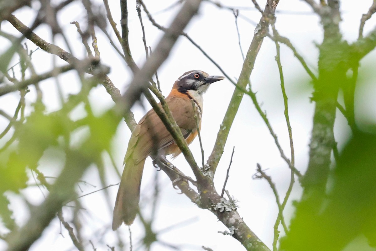 Lesser Necklaced Laughingthrush - ML620823130