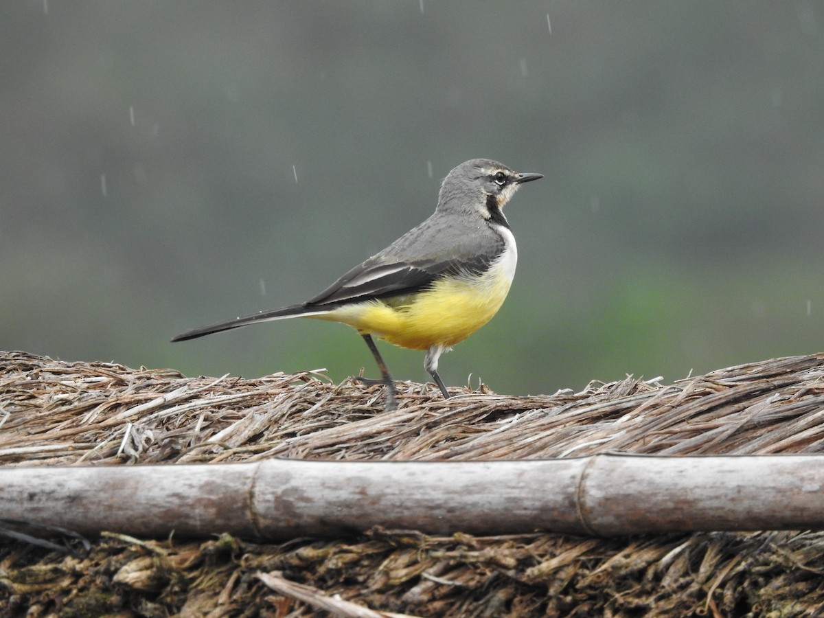 Madagascar Wagtail - ML620823131