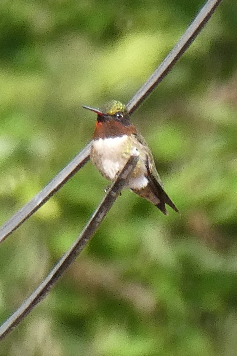 Ruby-throated Hummingbird - ML620823133