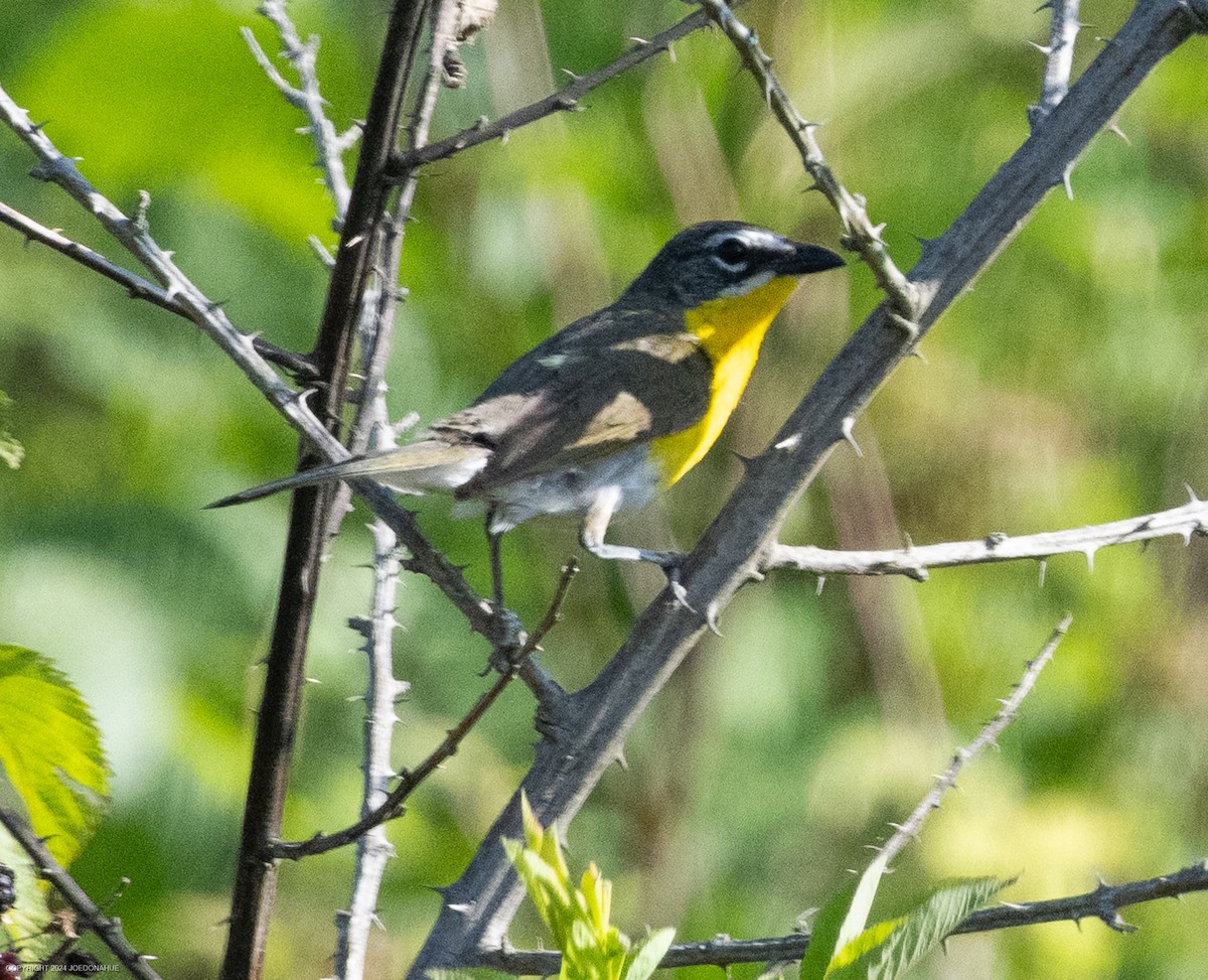 Yellow-breasted Chat - ML620823134