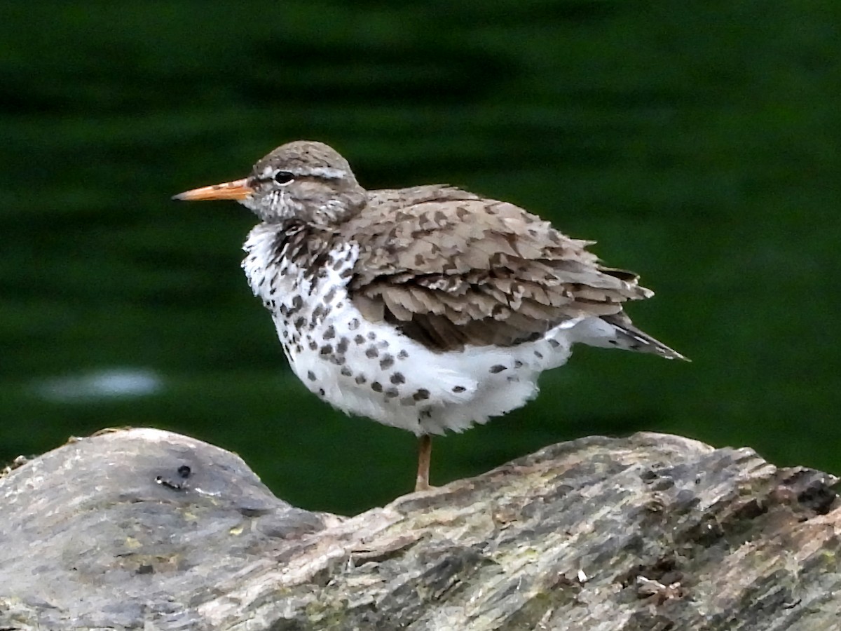 Spotted Sandpiper - ML620823135