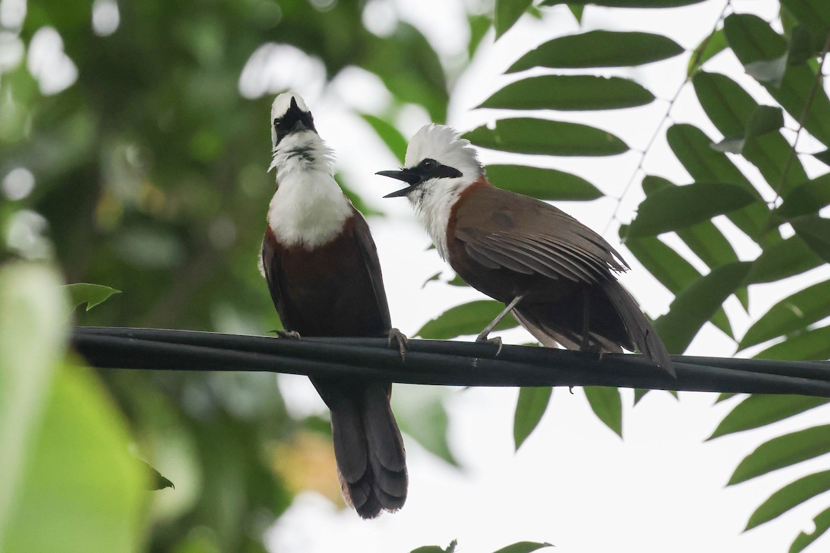 White-crested Laughingthrush - ML620823139