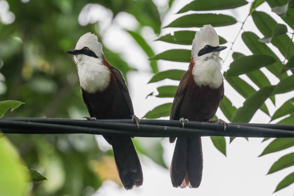 White-crested Laughingthrush - ML620823140