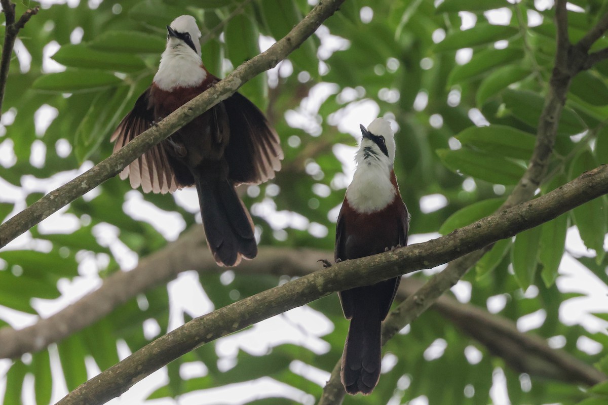 White-crested Laughingthrush - ML620823141