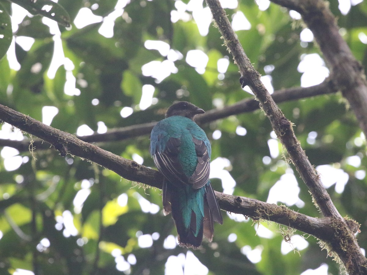 Golden-headed Quetzal - ML620823142