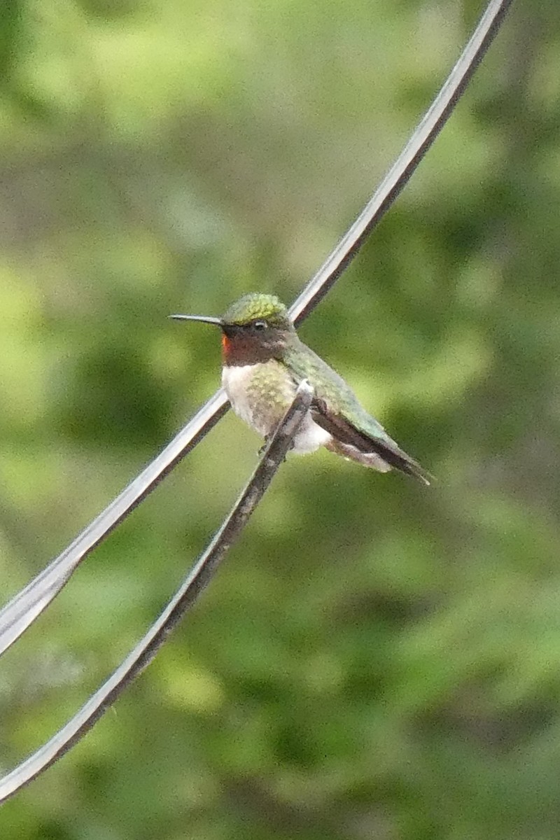 Ruby-throated Hummingbird - ML620823143