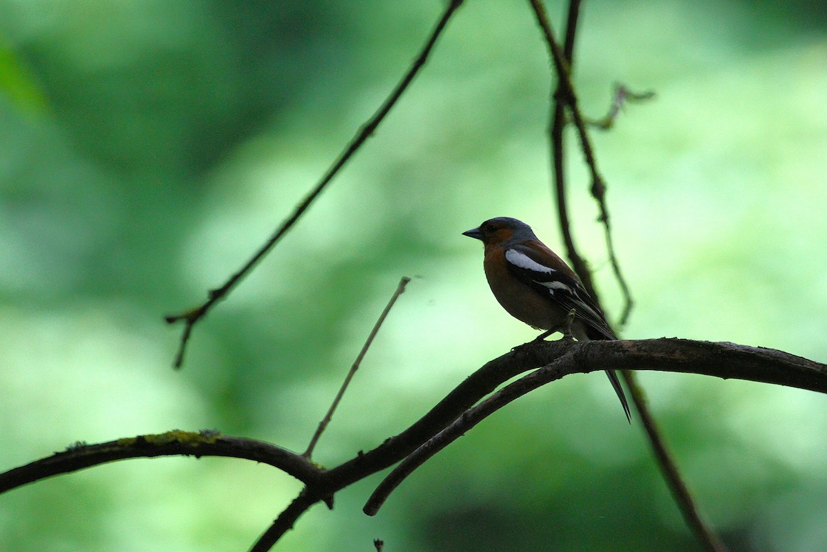 Common Chaffinch - ML620823144