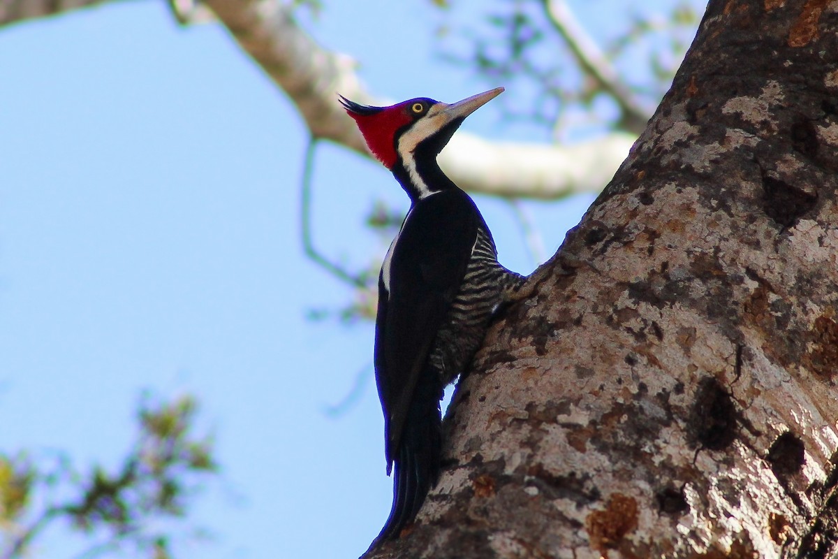 Crimson-crested Woodpecker - ML620823145