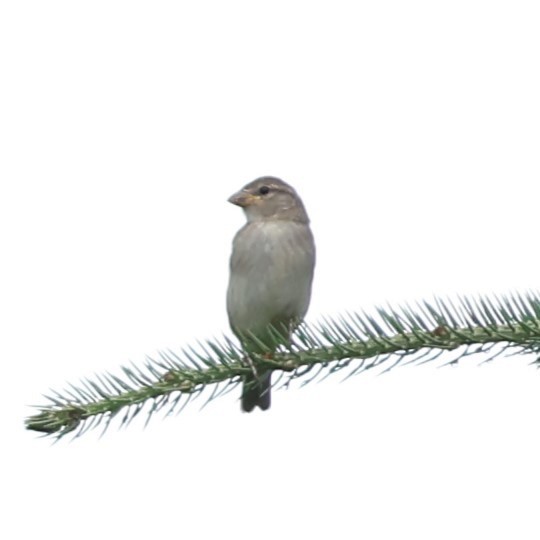 House Sparrow - ML620823146