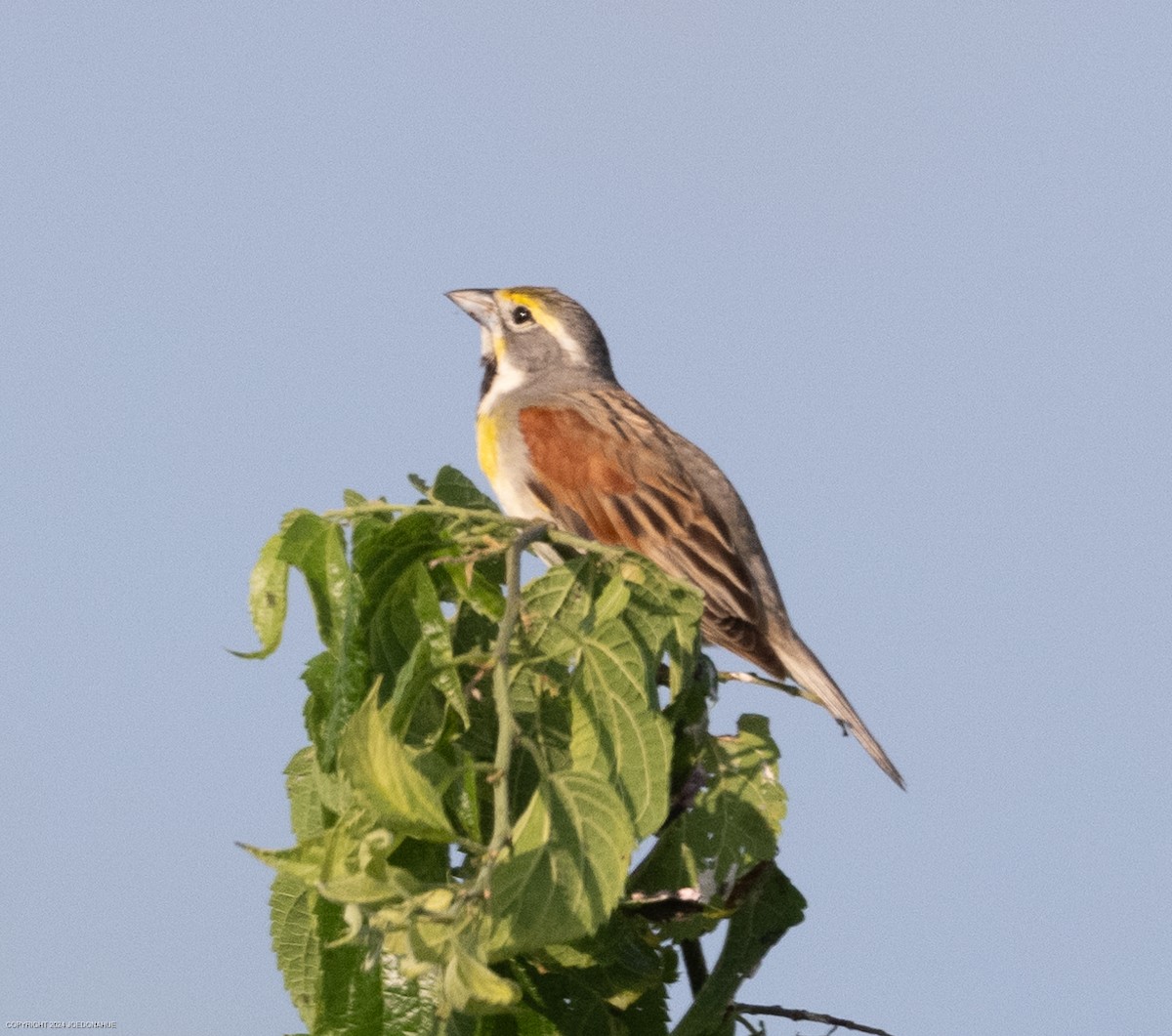 Dickcissel d'Amérique - ML620823148