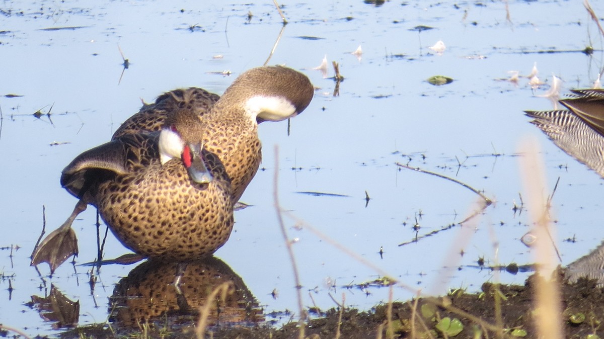 White-cheeked Pintail - ML620823152