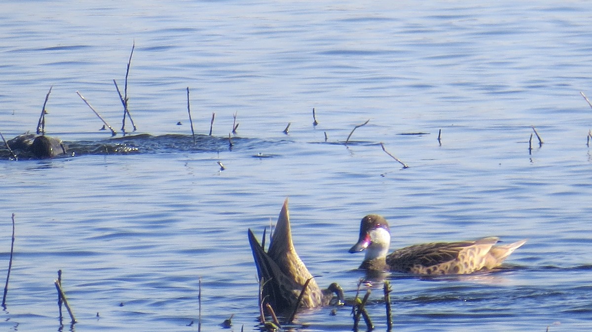 White-cheeked Pintail - ML620823153