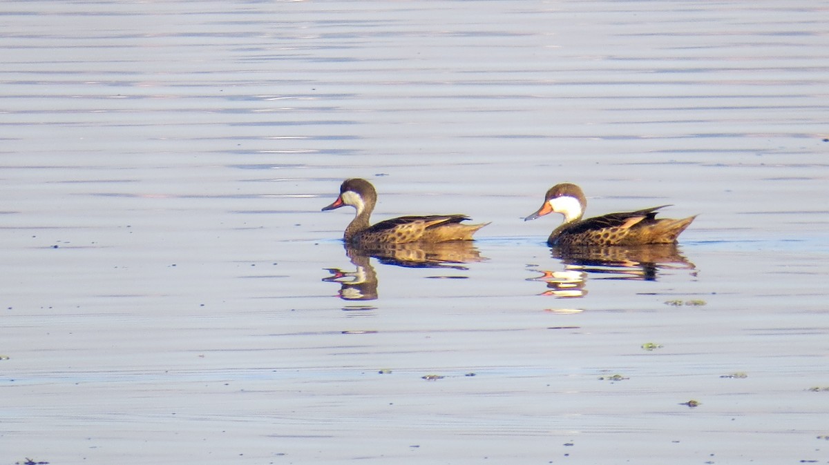 White-cheeked Pintail - ML620823155