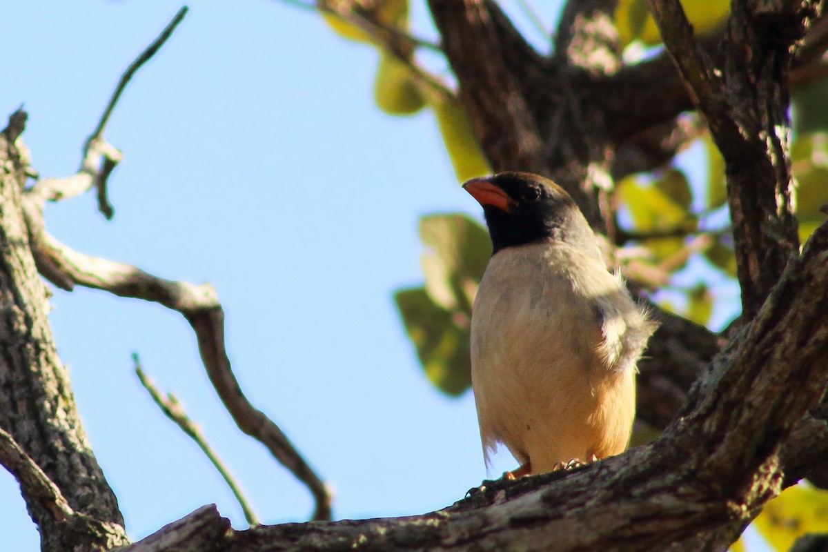 Black-throated Saltator - ML620823156