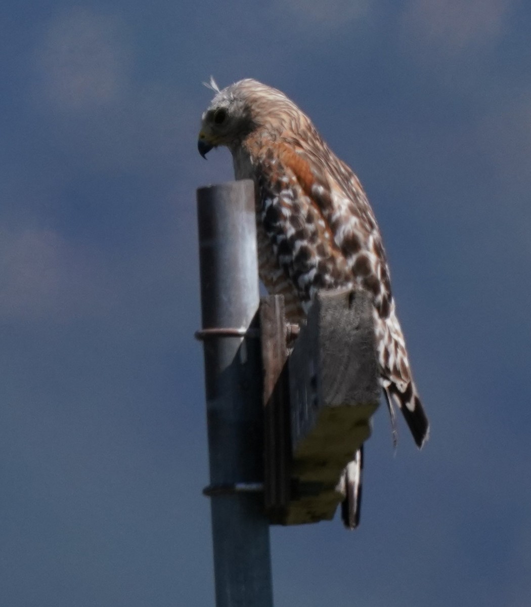 Red-shouldered Hawk - ML620823163