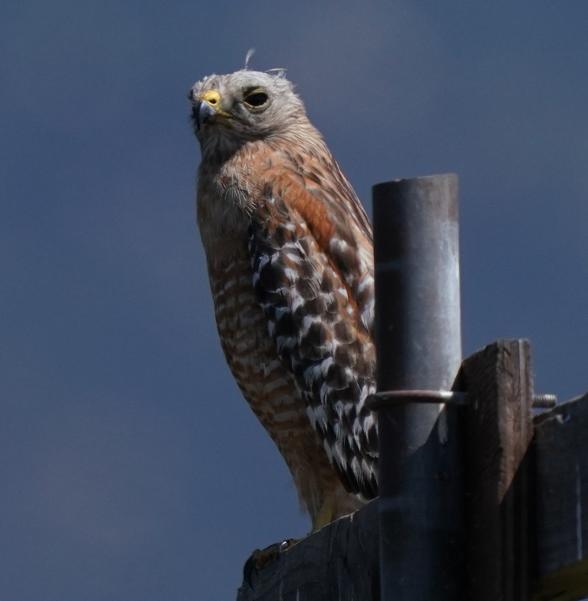 Red-shouldered Hawk - ML620823165