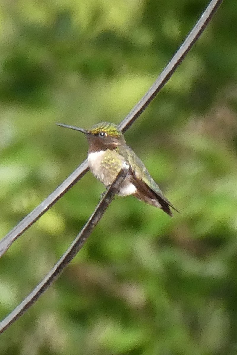 Ruby-throated Hummingbird - ML620823168