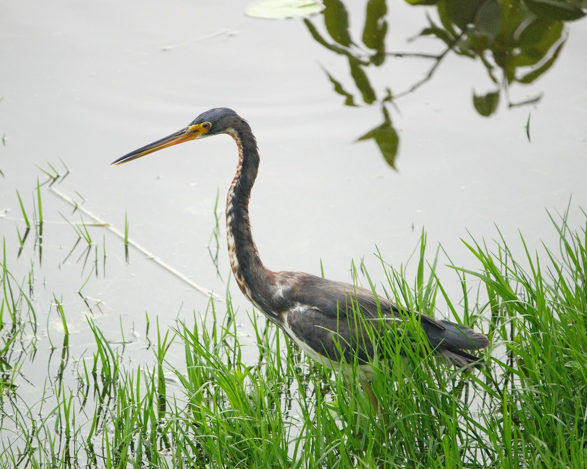 Tricolored Heron - ML620823169