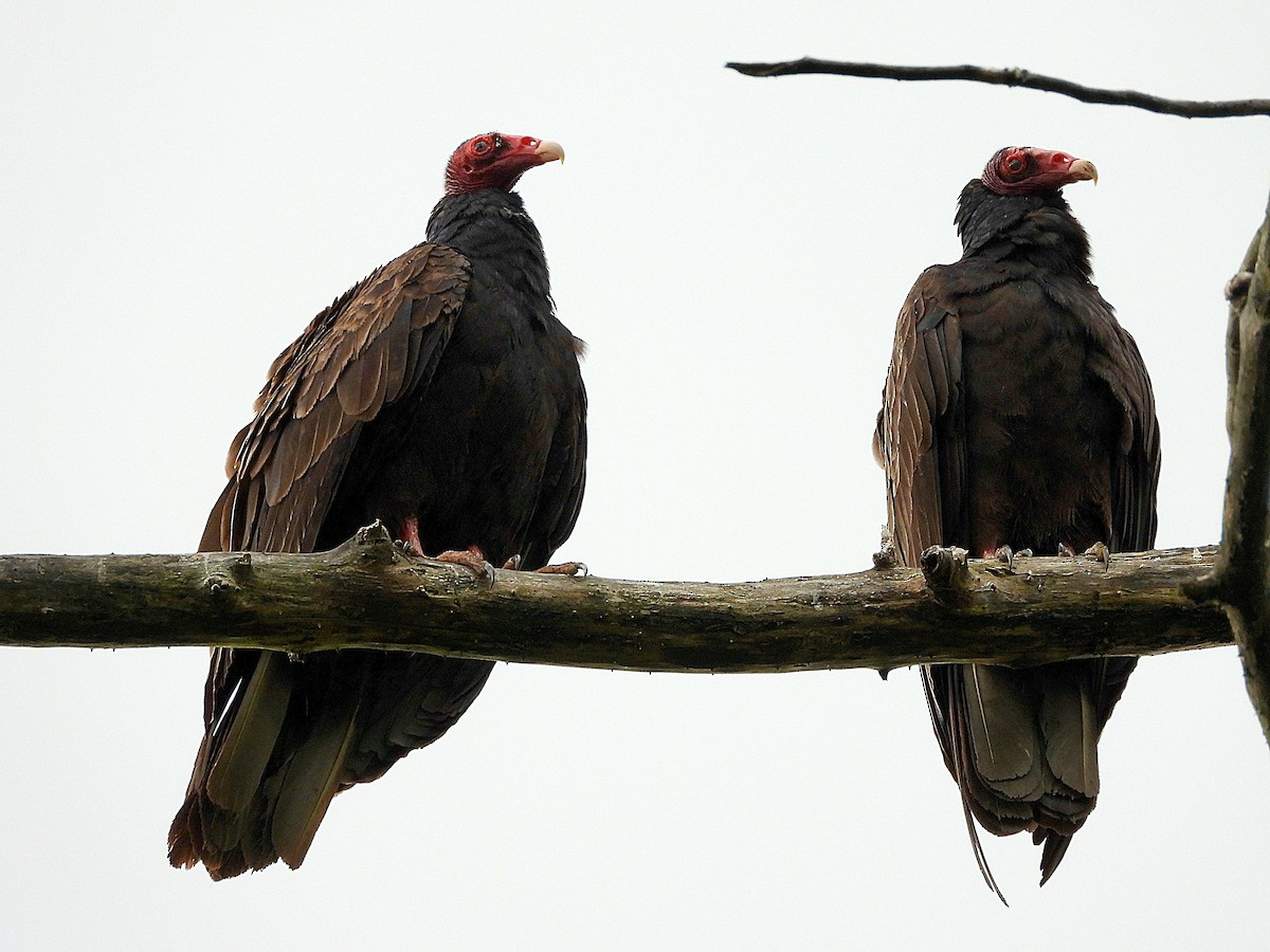 Turkey Vulture - X Xie