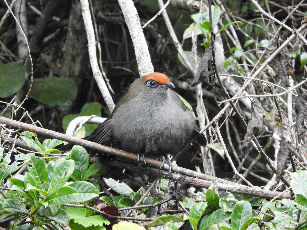 Red-fronted Coua - ML620823174