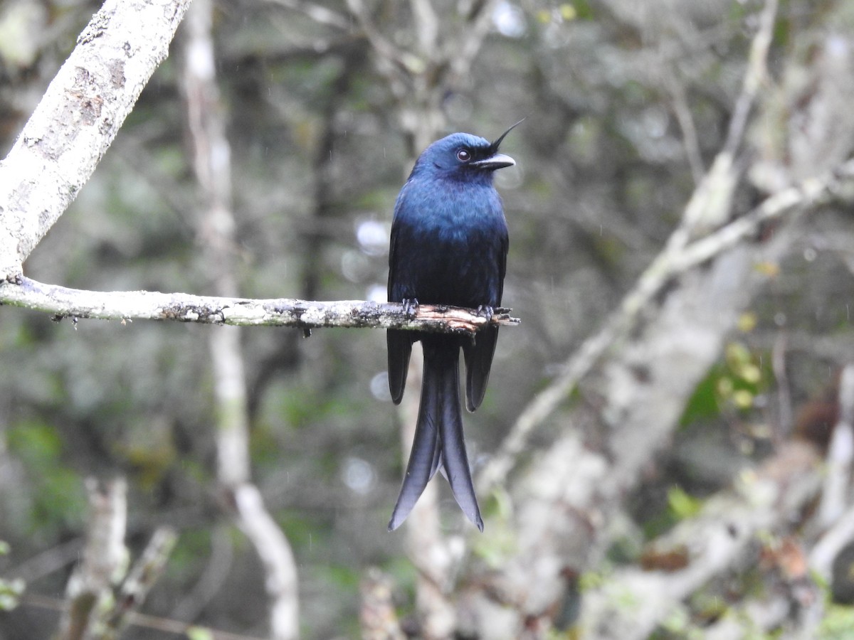 Crested Drongo (Madagascar) - ML620823183