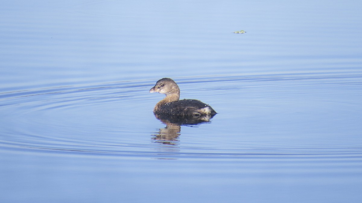 Pied-billed Grebe - ML620823185