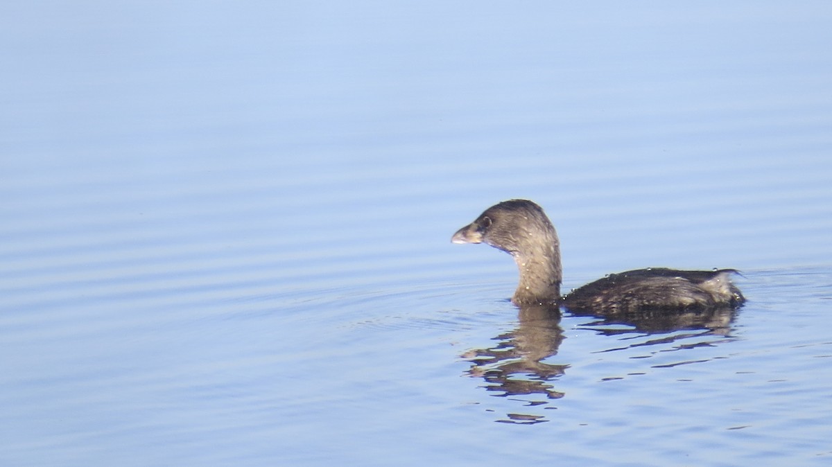 Pied-billed Grebe - ML620823186